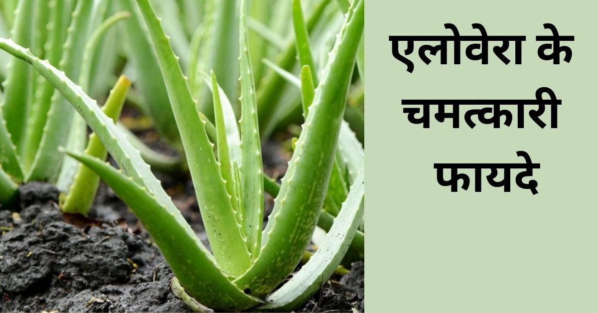 aloe vera ke fayde